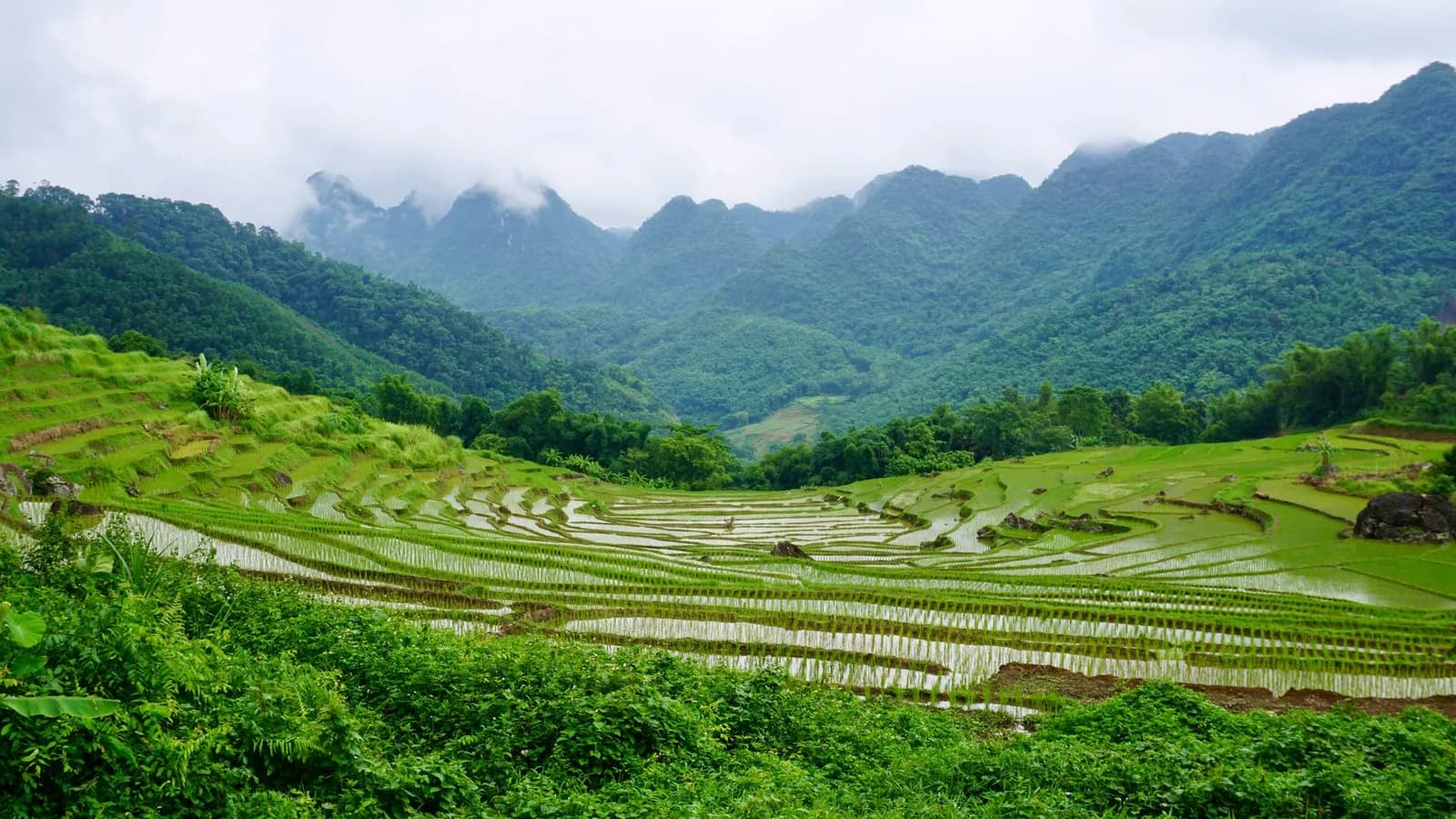 Leo Bạch Mộc Lương Tử cần thể lực ở mức nào cho người mới