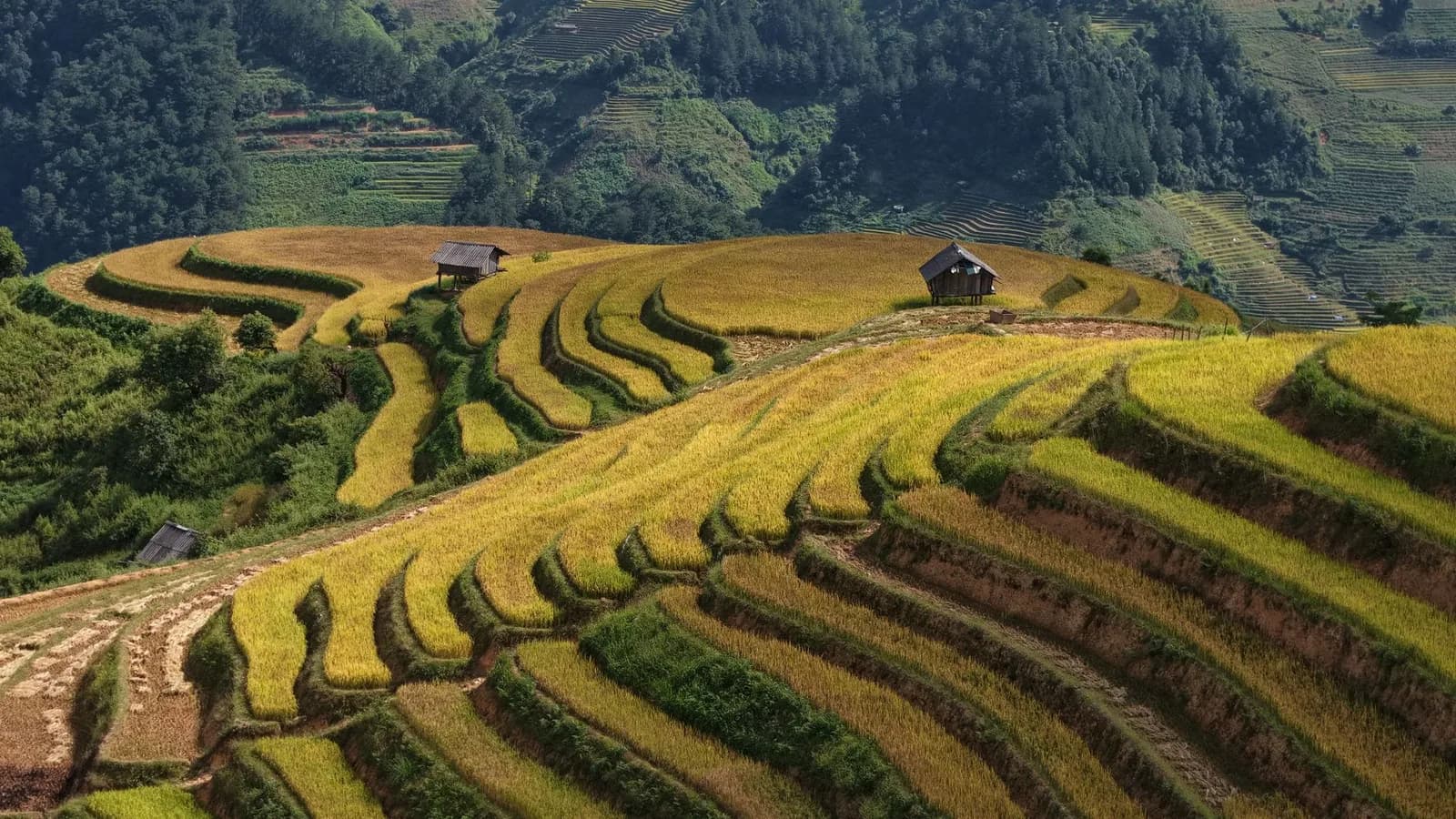 Chi phí đi Mù Cang Chải 3 ngày vào mùa lúa chín khoảng bao nhiêu