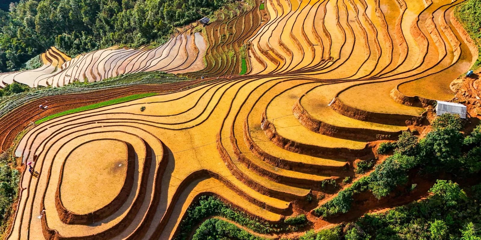 Nên ngắm lúa chín ở La Pán Tẩn hay Chế Cu Nha