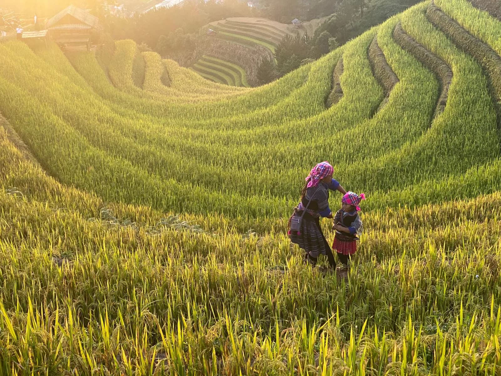 Đi Mù Cang Chải mùa thu cùng trẻ nhỏ cần lưu ý điều gì