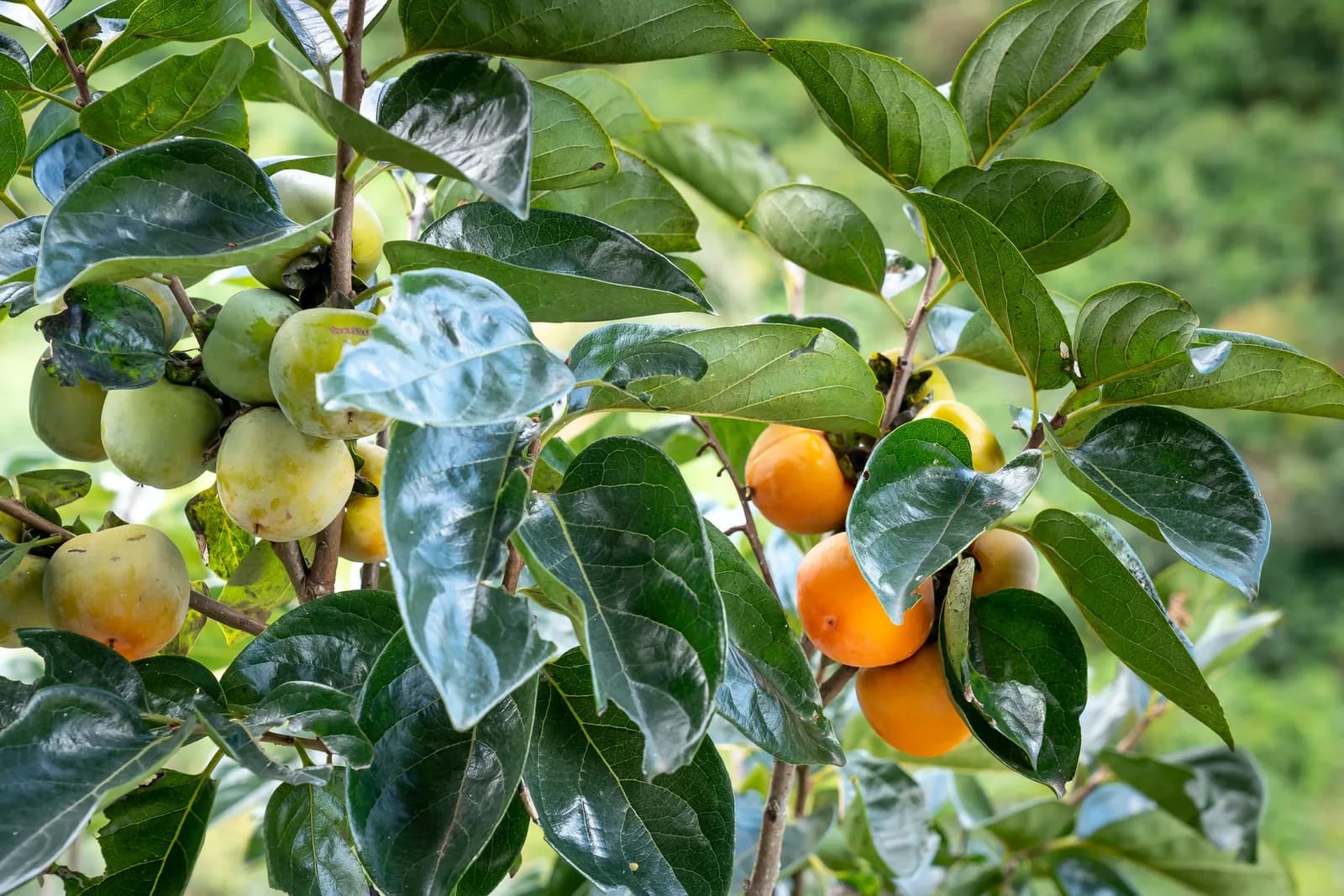8 vườn hồng Đà Lạt đáng ghé vào mùa quả chín