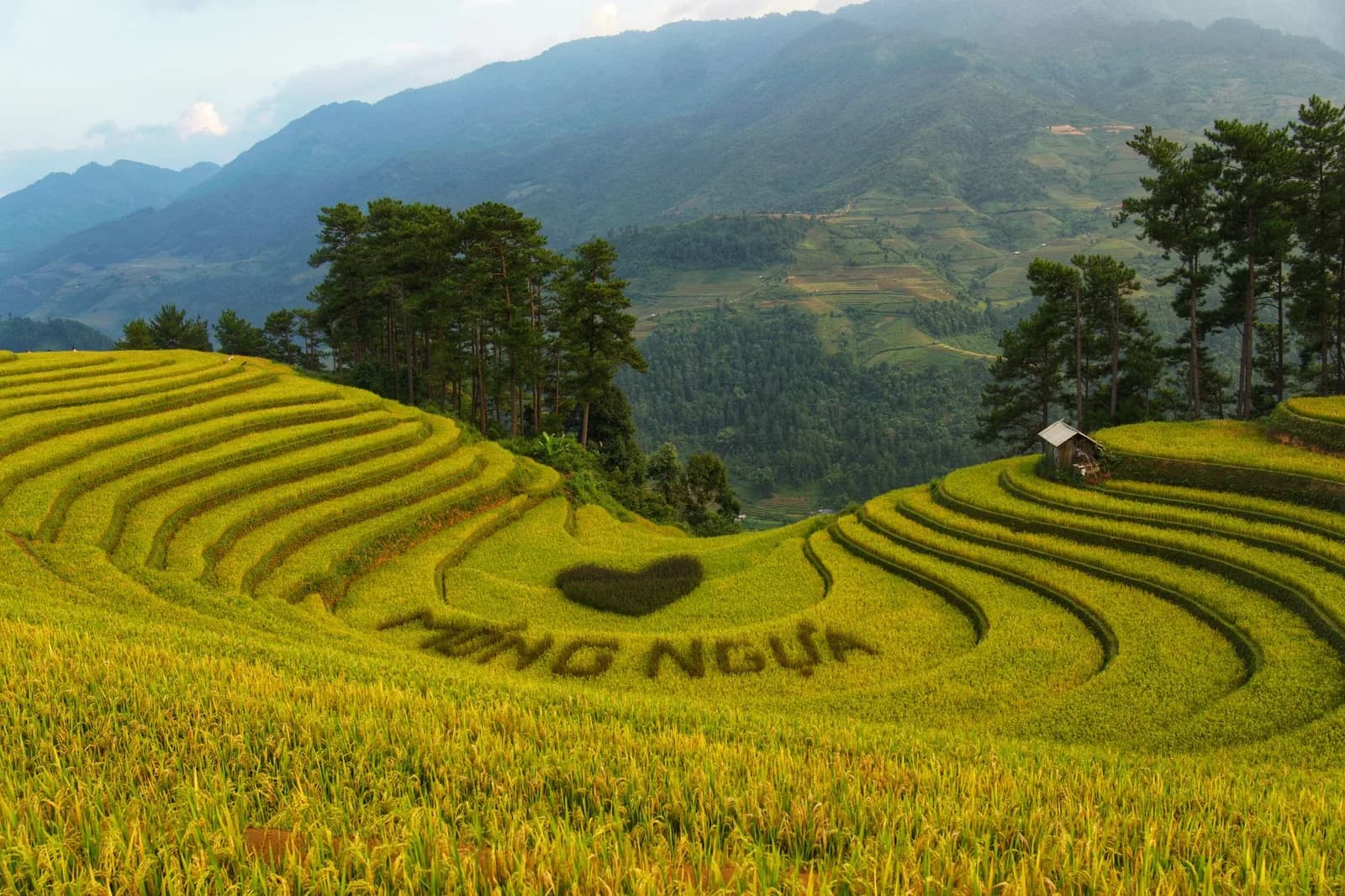 So sánh Mù Cang Chải và Sa Pa cho chuyến săn lúa mùa thu