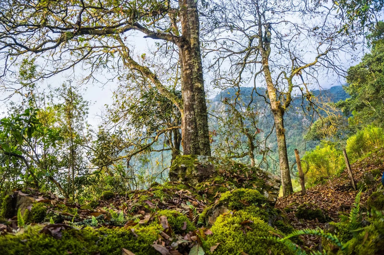 Các cung đường trekking Tam Đảo phù hợp cho người mới bắt đầu