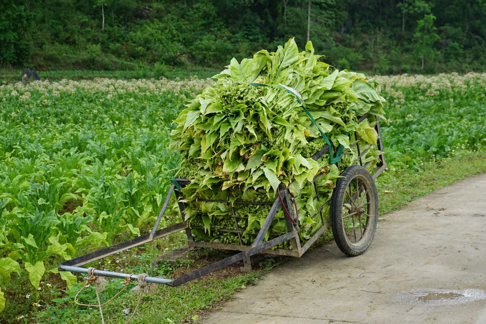 Câu hỏi thường gặp khi lần đầu du lịch Lạng Sơn bằng ô tô tự lái