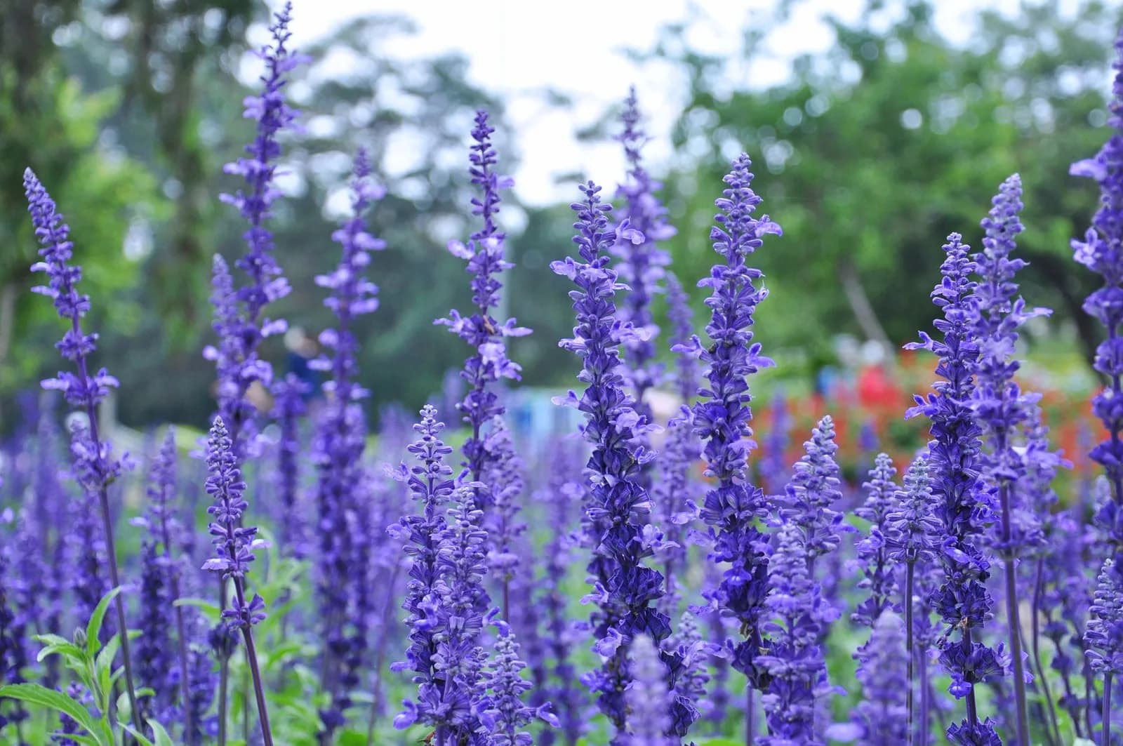Cách di chuyển đến vườn hoa violet công viên An Hòa từ trung tâm thành phố