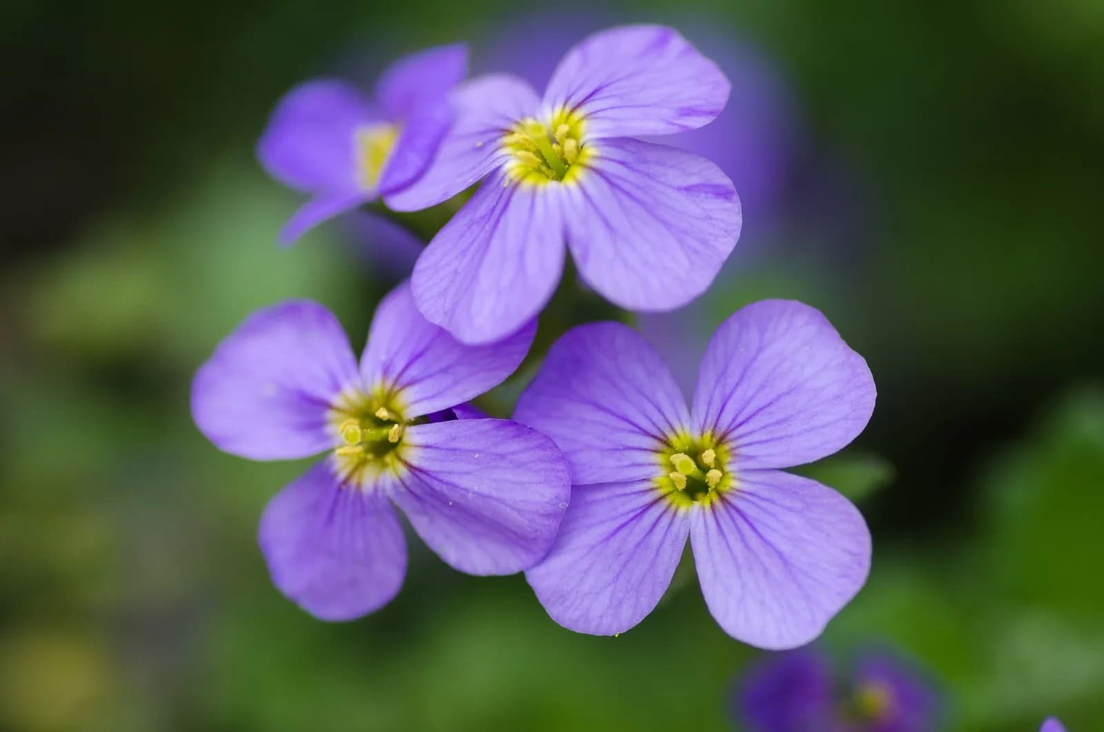 Kinh nghiệm chụp ảnh hoa violet bằng điện thoại không cần máy ảnh chuyên nghiệp