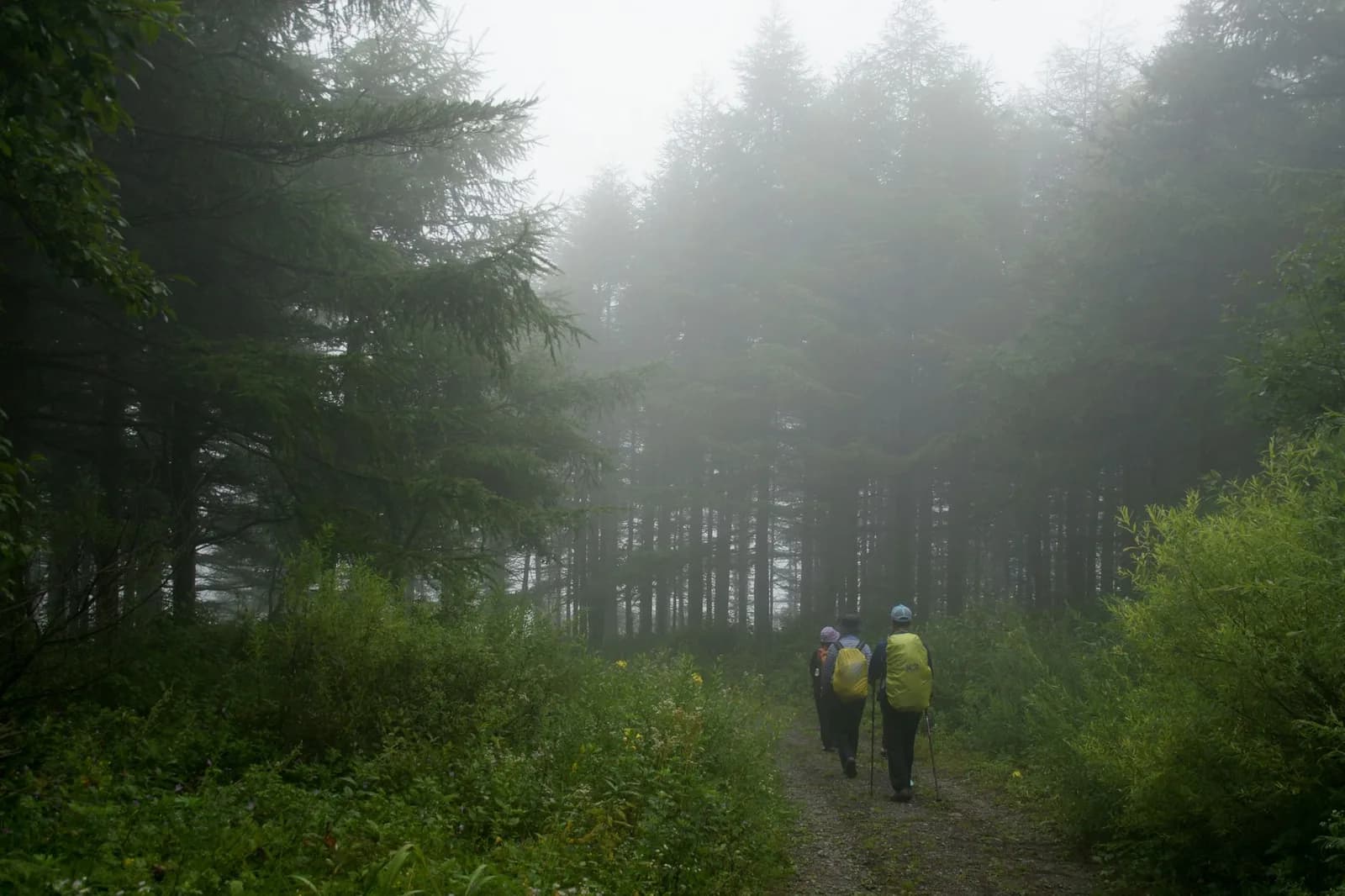 Kinh nghiệm đi trekking Phu Sa Phìn cho người đi lần đầu