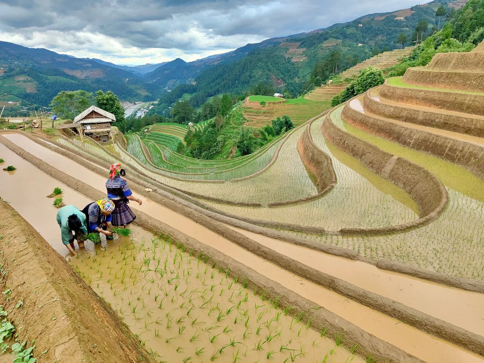 Mùa thu hoạch sắn ở Tây Bắc thường bắt đầu từ tháng mấy