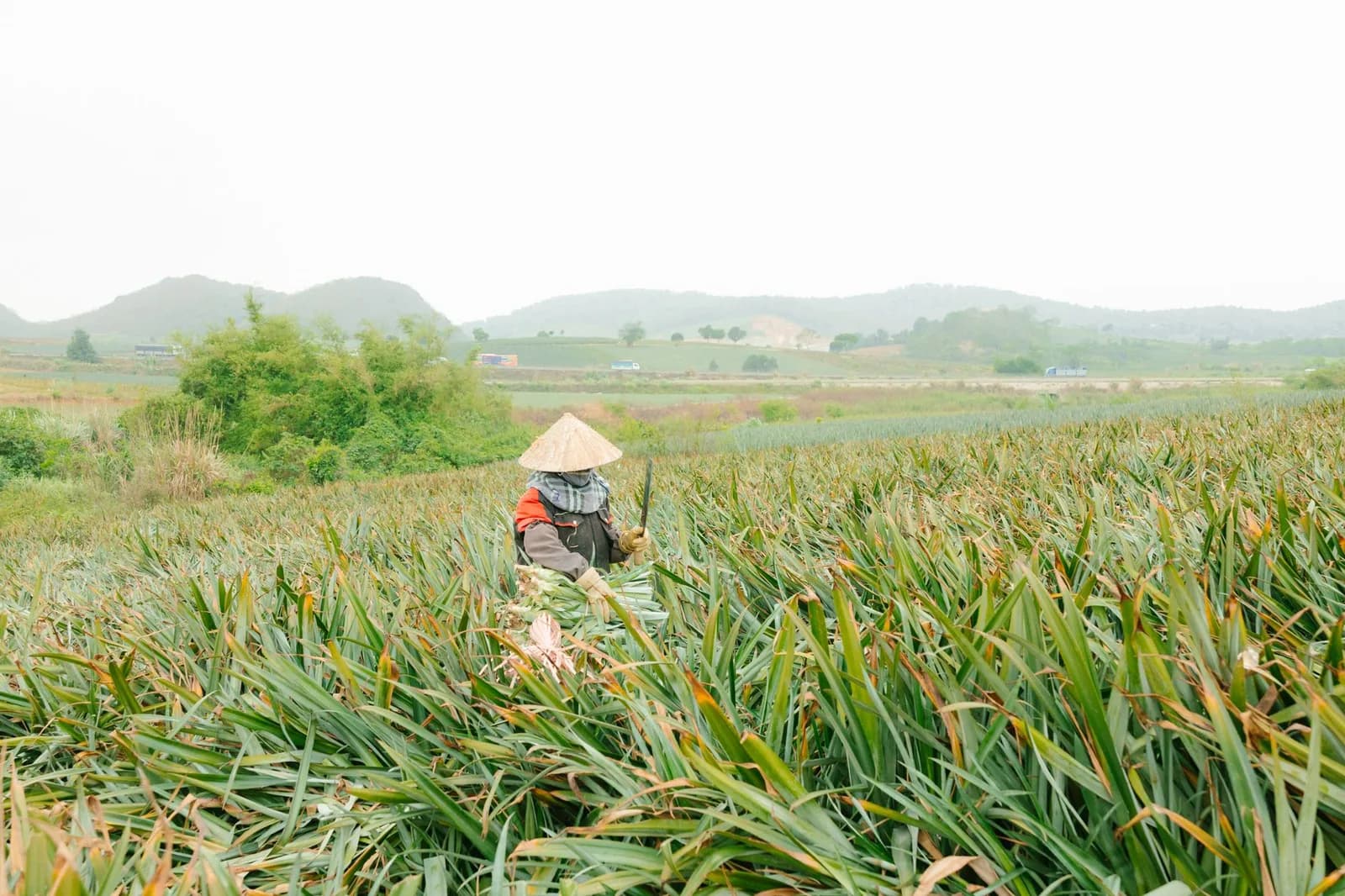 Lịch trình một ngày trải nghiệm đào sắn cùng người dân Mộc Châu