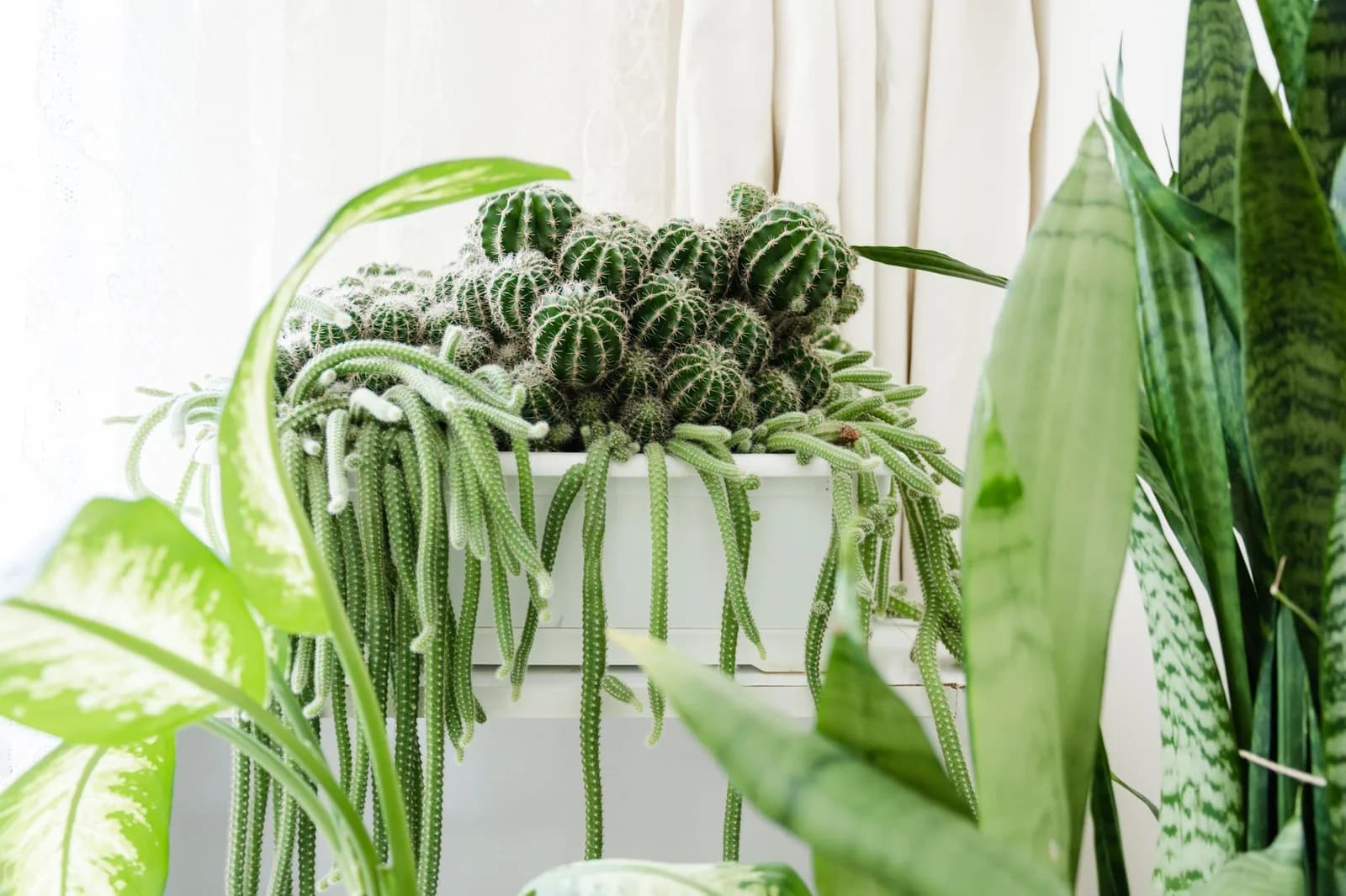 10 câu hỏi thường gặp khi bố trí cây xanh trong căn hộ thiếu sáng