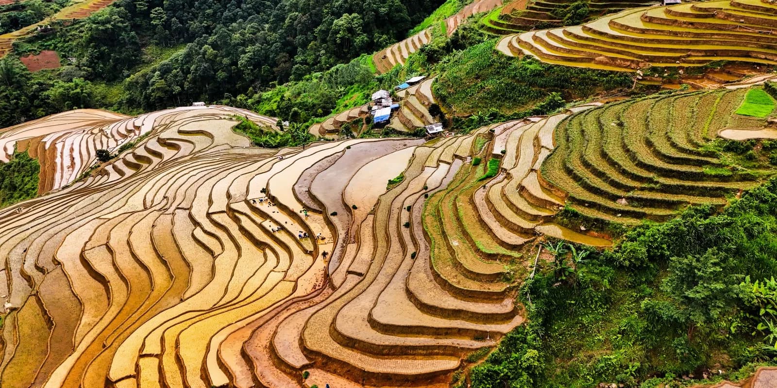 Mù Cang Chải mùa lúa chín rơi vào tuần nào của tháng 9