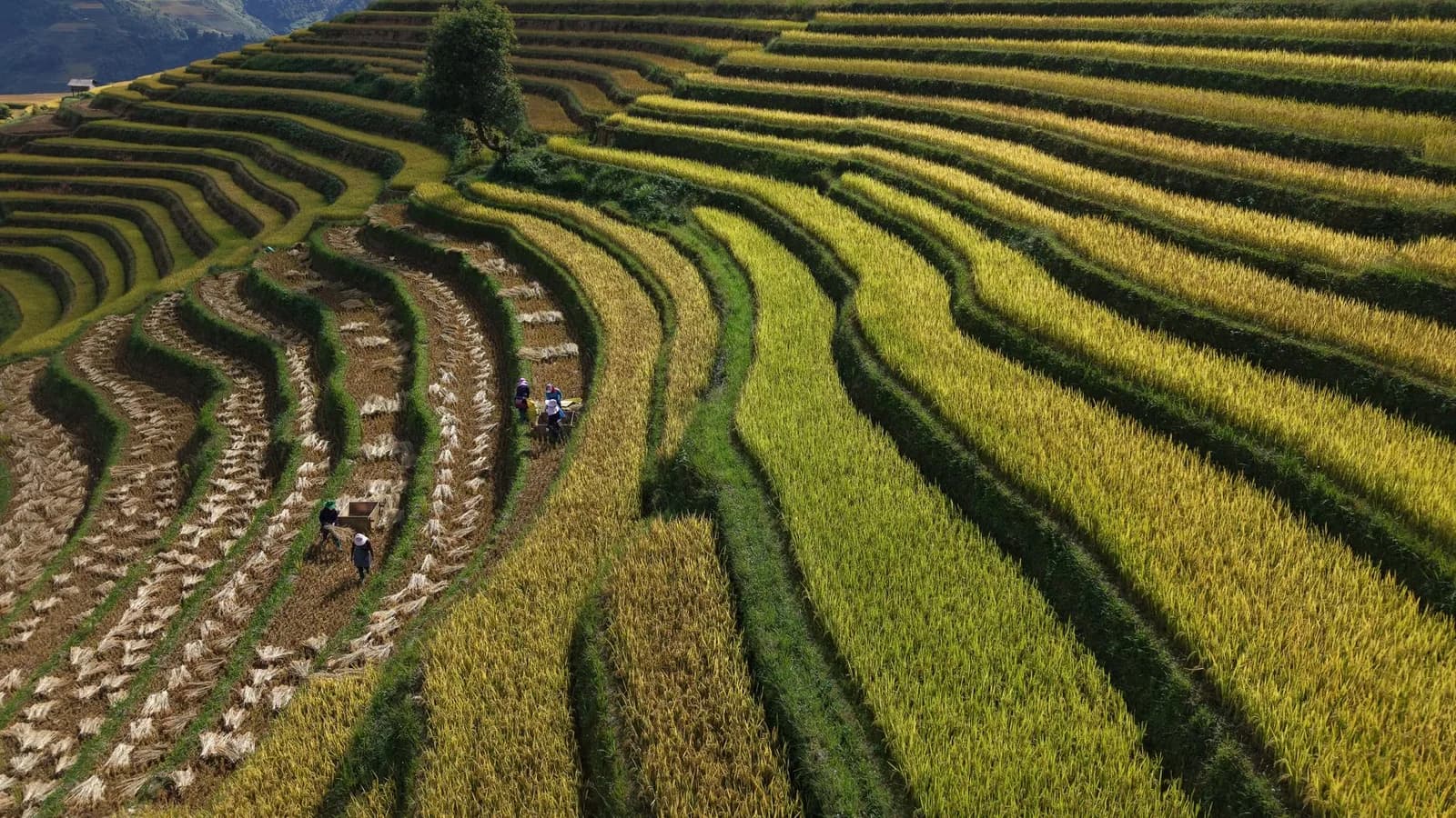 Mù Cang Chải tháng 10 còn lúa chín hay đã gặt hết