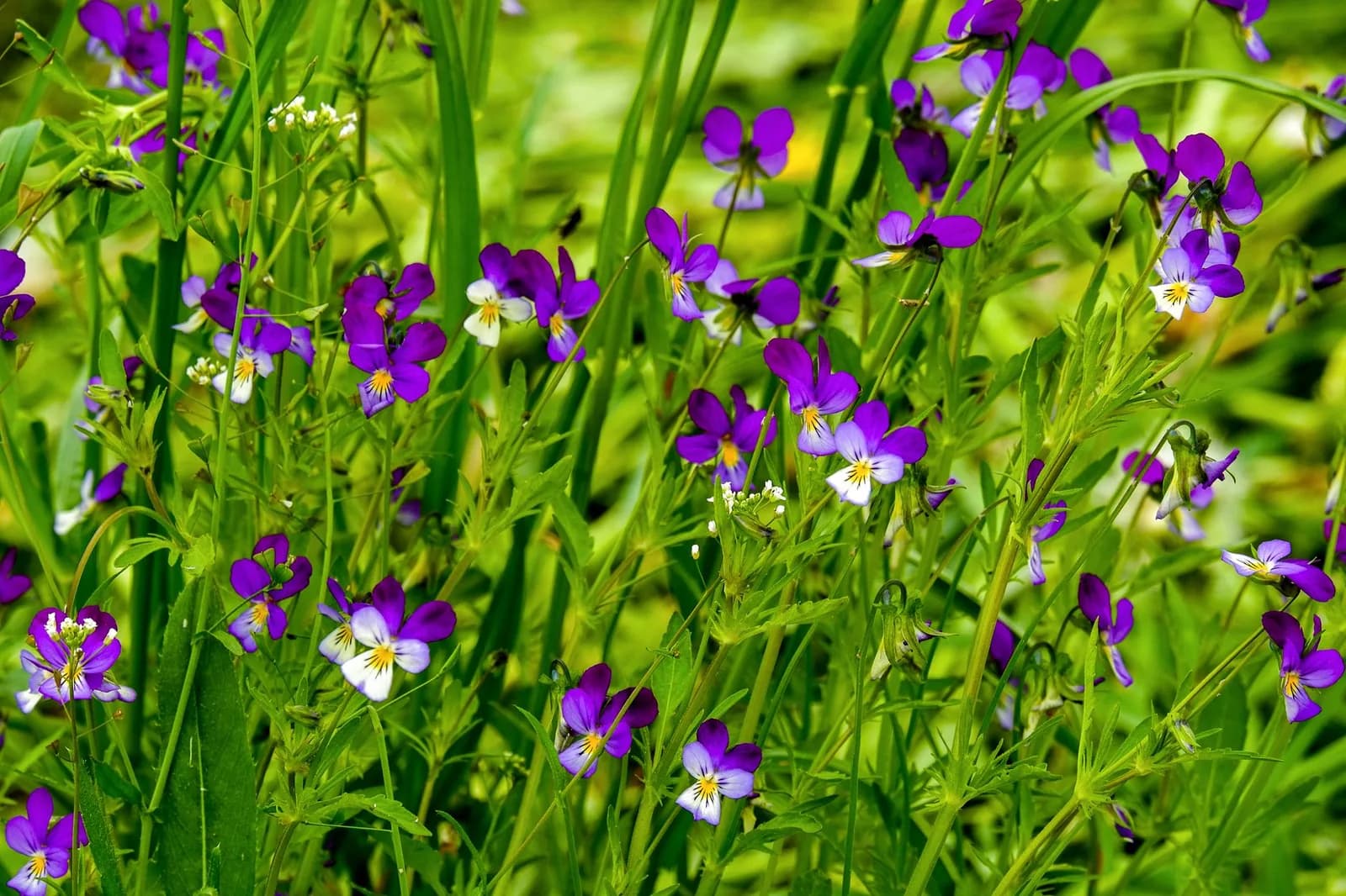Lịch trình tham quan vườn hoa violet công viên An Hòa trong nửa ngày