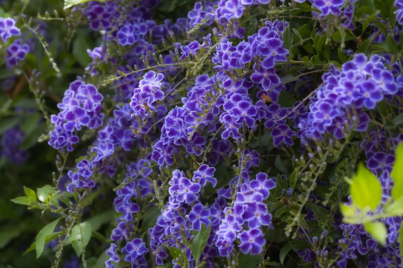 Hoa violet nở rộ ở công viên An Hòa vào tháng mấy trong năm