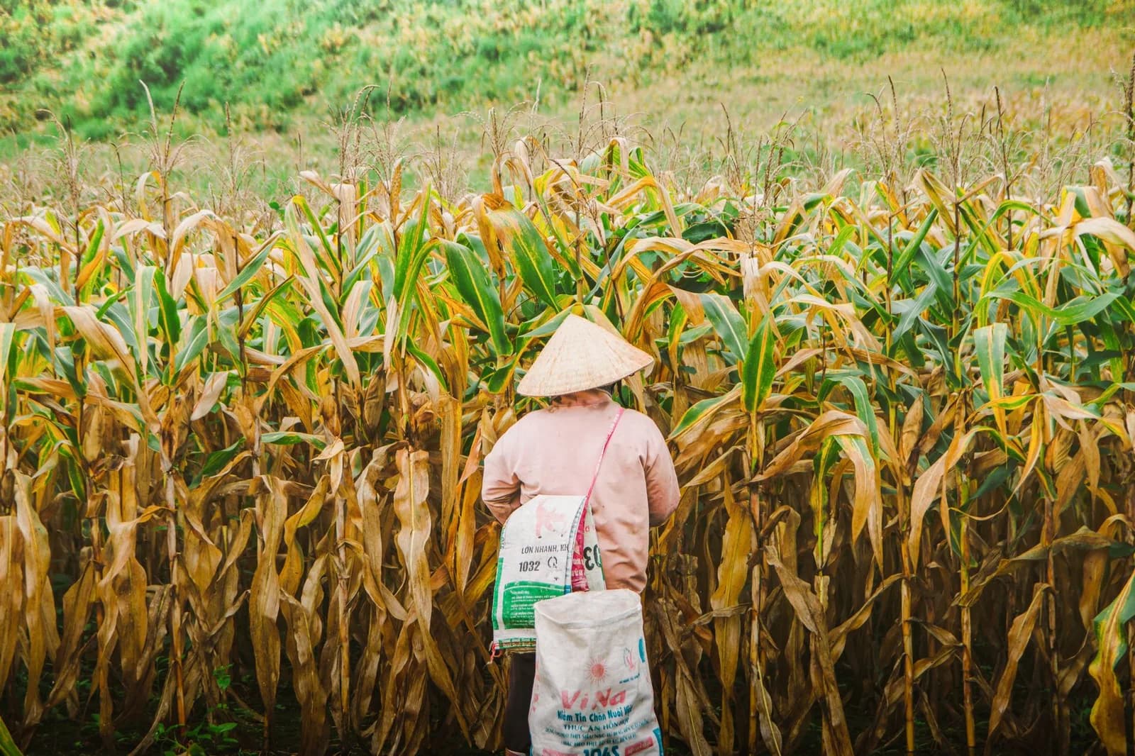 Trẻ em từ mấy tuổi có thể tham gia trải nghiệm gặt lúa cùng nông dân