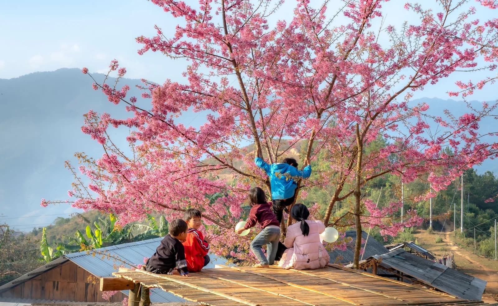 Mùa hoa mận nở rộ ở Mộc Châu vào tháng mấy và kéo dài bao lâu