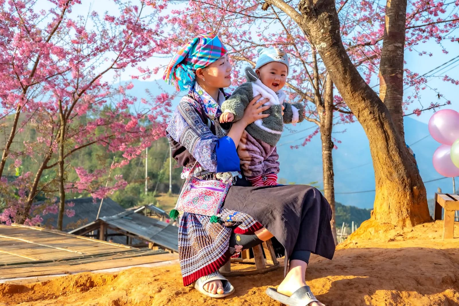 Hoa mận ở Mộc Châu khác hoa đào miền Bắc về thời điểm nở như thế nào
