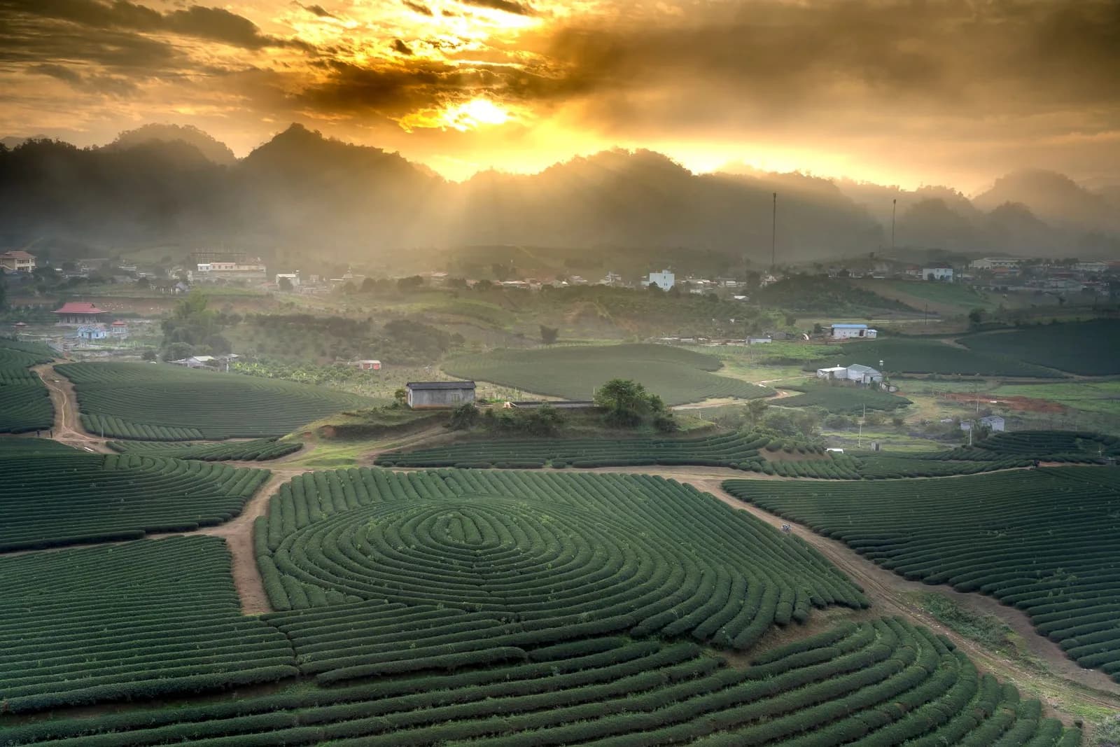 Trà Shan Tuyết Mộc Châu mùa đông có gì khác biệt so với vụ mùa hè