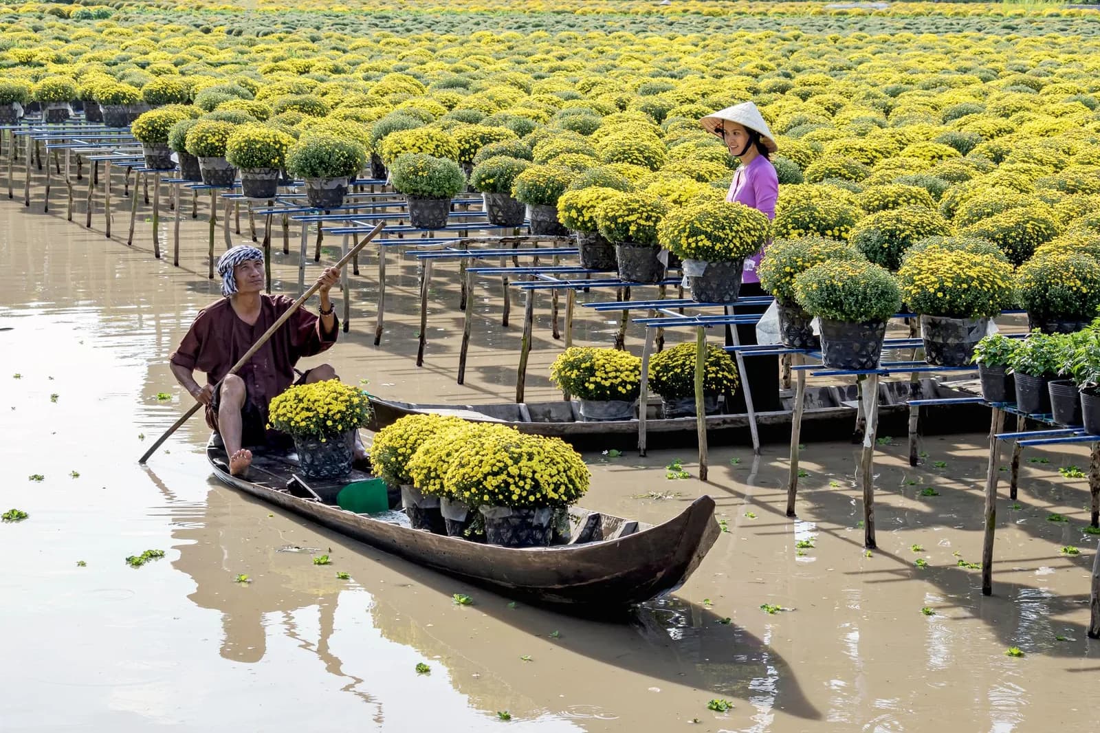 11 công việc nhà nông du khách có thể thử trong một ngày ở vùng quê