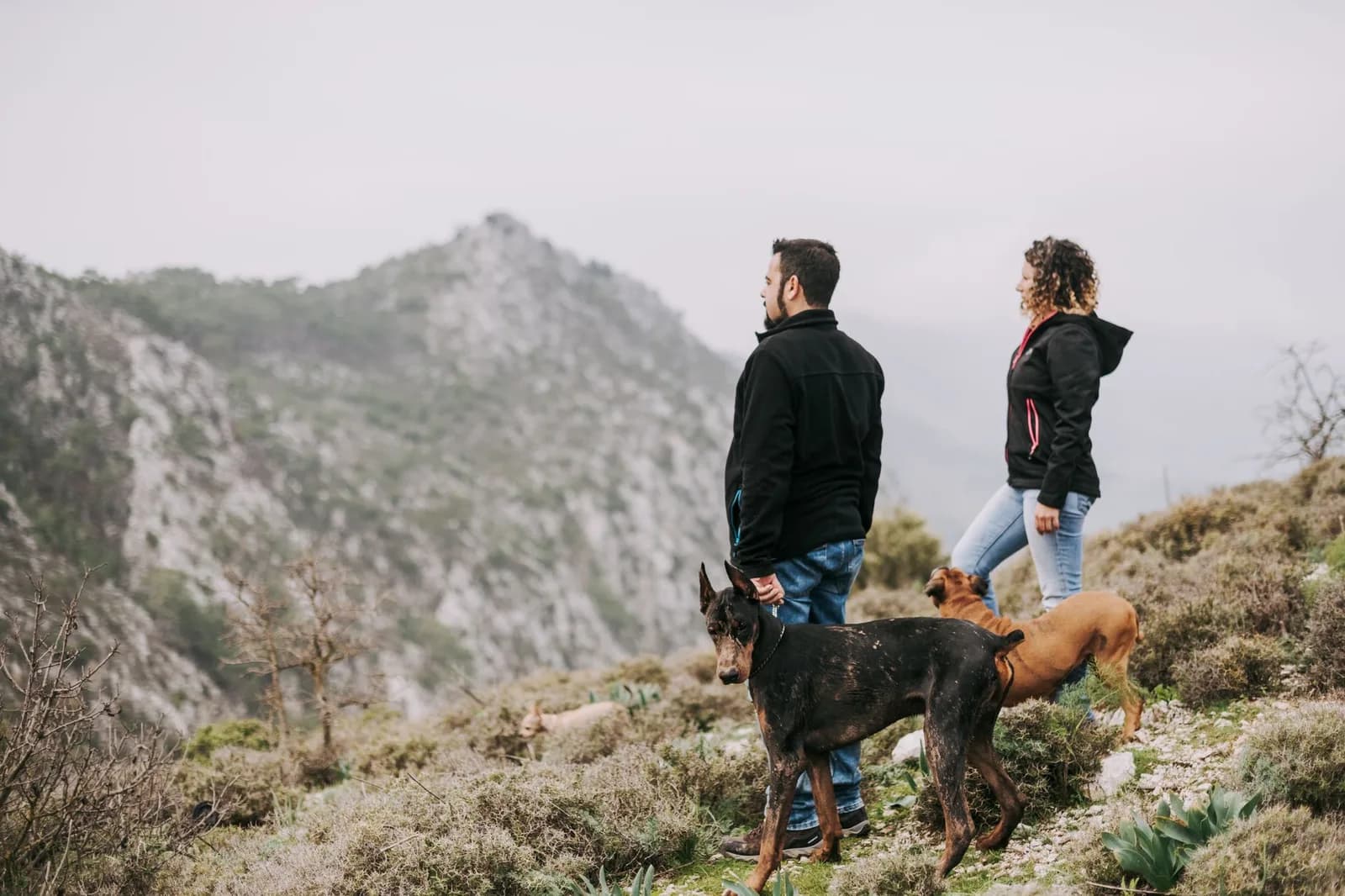 Đi trekking Hàm Lợn cùng chó cưng cần chuẩn bị ra sao