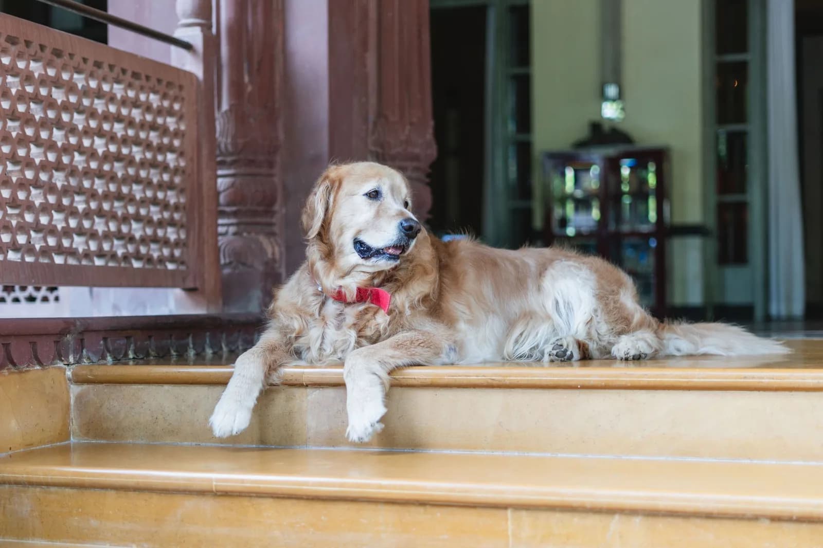 Lưu Ý Khi Mang Thú Cưng Đi Homestay: Tránh Mất Tiền Oan & Nguy Hại Cho "Boss"