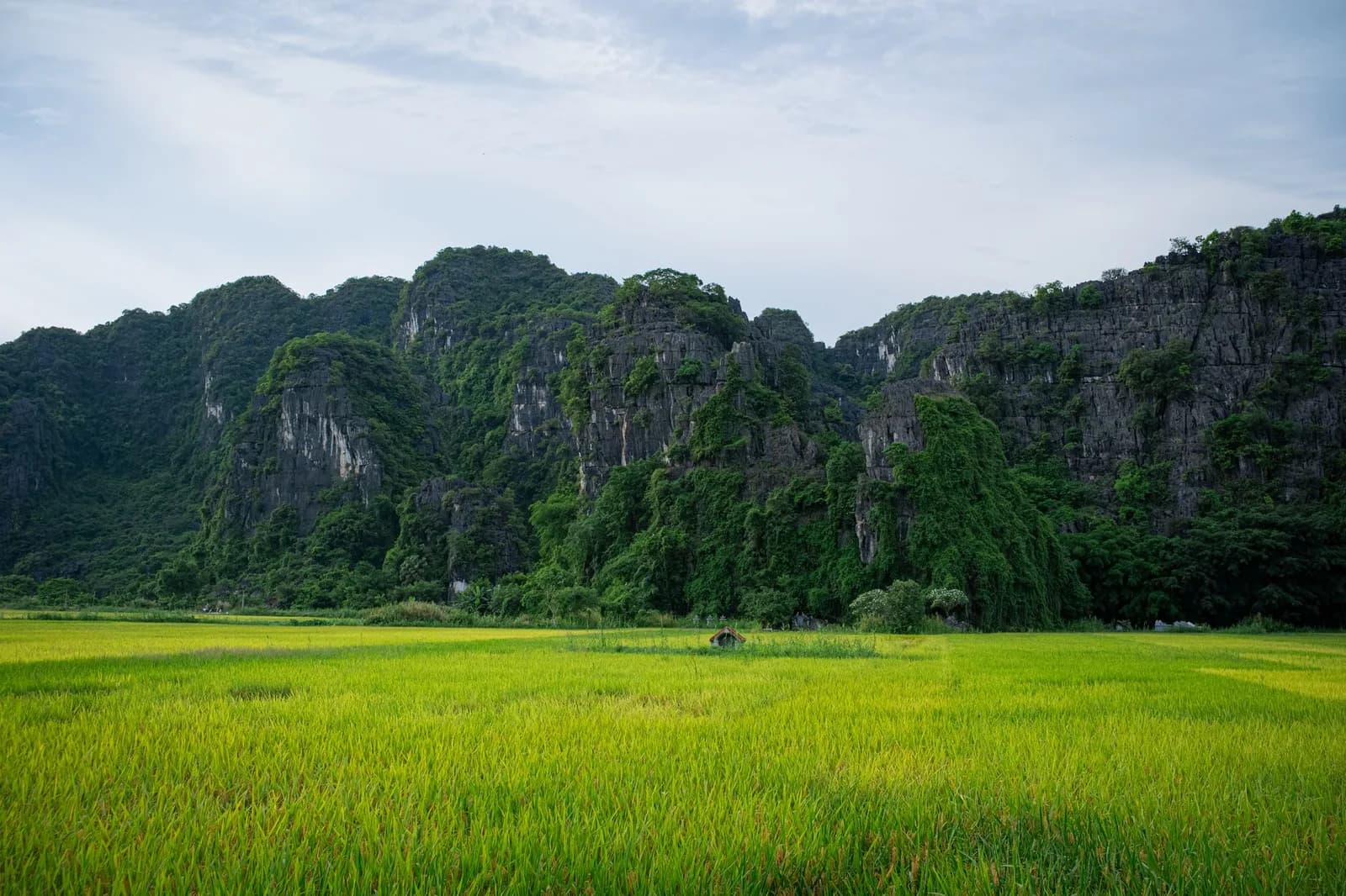 Cốm Hà Nội có từ tháng mấy và mùa nào thơm dẻo hơn