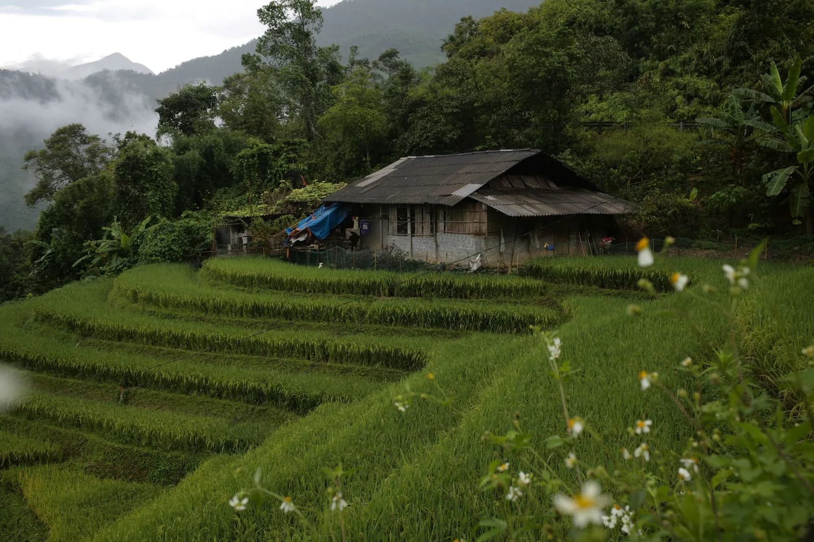 Homestay ở Tả Van hay Cát Cát phù hợp hơn cho nhóm bạn trẻ thích trekking