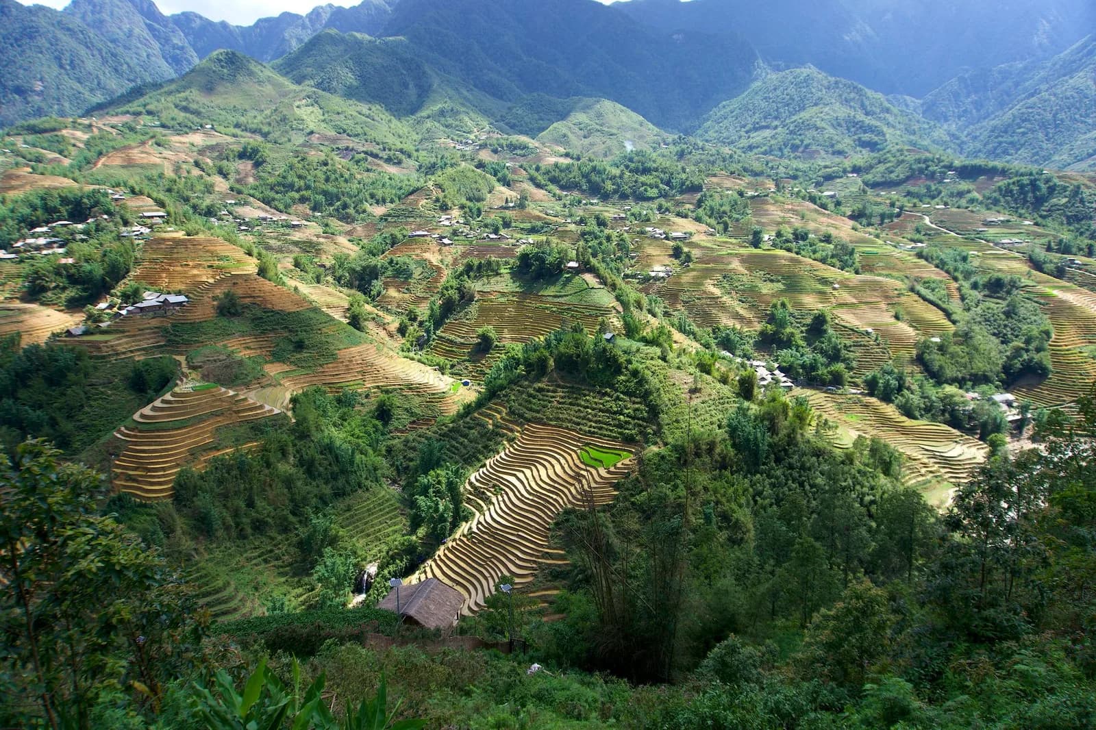Thời điểm đặt homestay Sa Pa cho mùa lúa chín tháng 9 cần lưu ý gì
