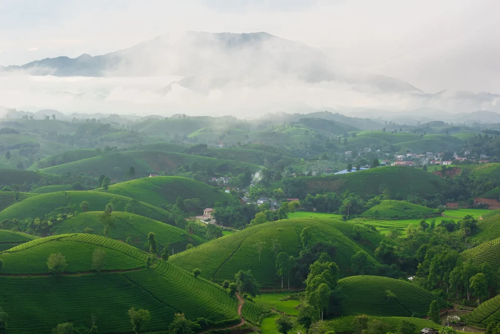 Homestay Tà Xùa view thung lũng và homestay view đồi chè khác nhau thế nào